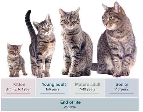 When is a cat considered an adult. Things To Know About When is a cat considered an adult. 
